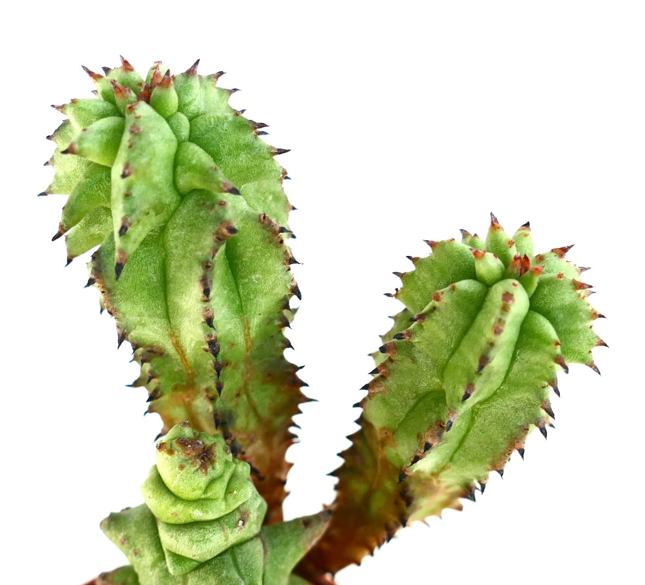 Euphorbia horrida Kikko Monstruosus med flere opprette stammer, kjennetegnet av vridde grønne ribber og tornete kanter, fotografert mot en hvit bakgrunn.