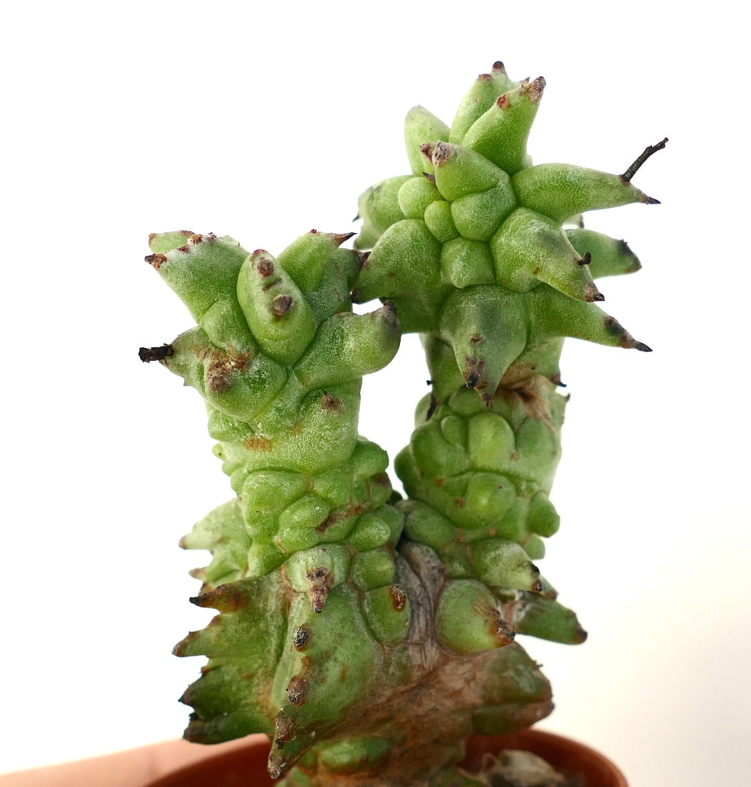 Euphorbia horrida MONSTRUOSA, cactus succulent rare avec tubercules verts épais et pointes épineuses