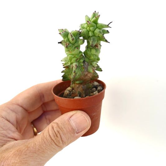 Euphorbia horrida MONSTRUOSA small succulent cactus with knobby green stems and spines in pot