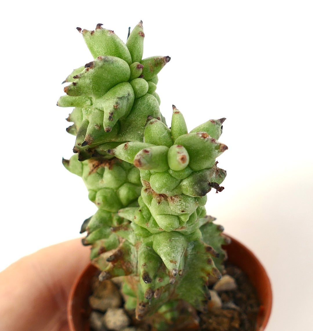 Euphorbia horrida MONSTRUOSA, cactus succulente avec tubercules verts épais et pointes d'épines sombres en pot