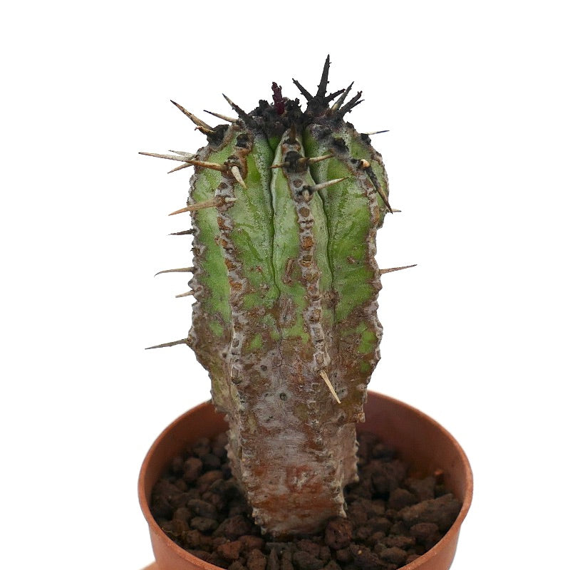 Euphorbia horrida succulent cactus with tall ribbed green stem and sharp spines in pot