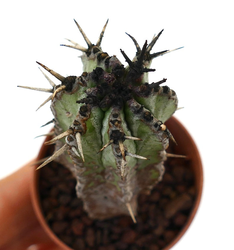 ユーフォルビア・ホリダ | Botanical Archive | エキゾチックな砂漠の