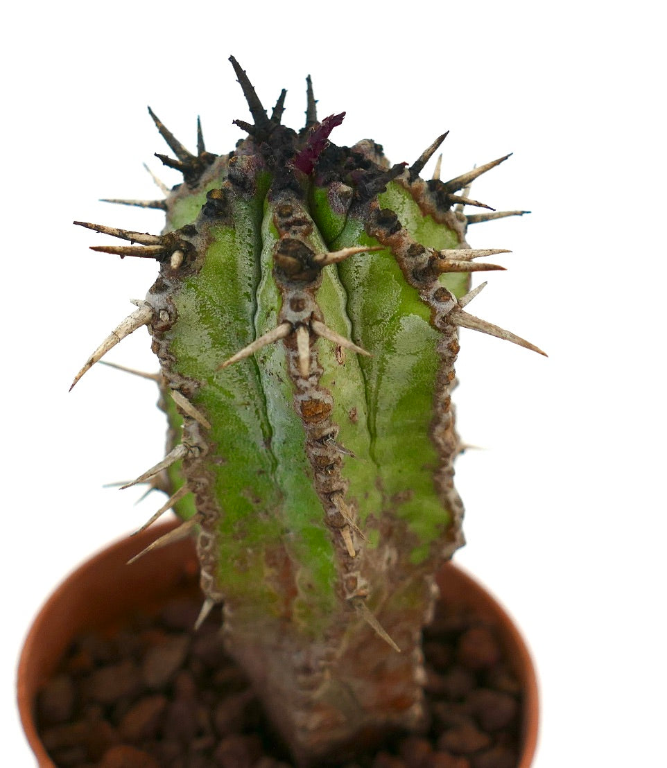 ユーフォルビア・ホリダ | Botanical Archive | エキゾチックな砂漠の