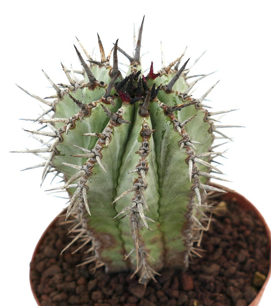 Euphorbia horrida succulent cactus with prominent sharp spines and ribbed green body in pot