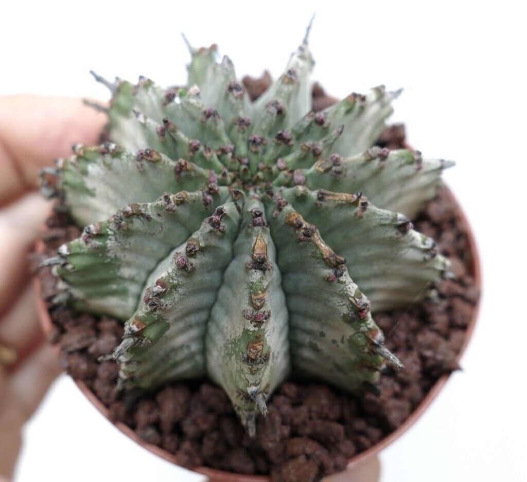 Euphorbia horrida cv SNOW FLAKES INERMIS 314H