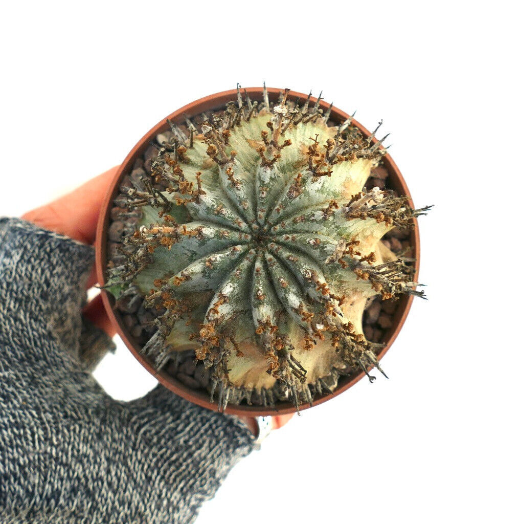 Euphorbia horrida SNOW FLAKES 022