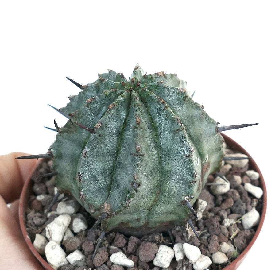 Euphorbia horrida SNOW FLAKES G3