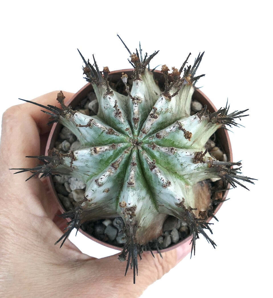 Euphorbia horrida SNOW FLAKES V101