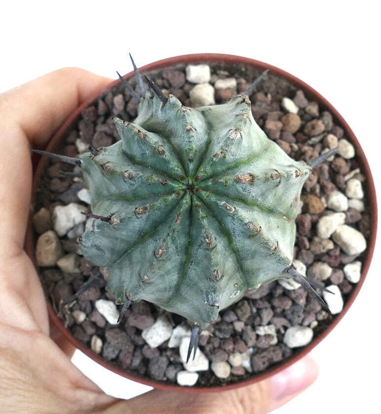 Euphorbia horrida SNOW FLAKES G3