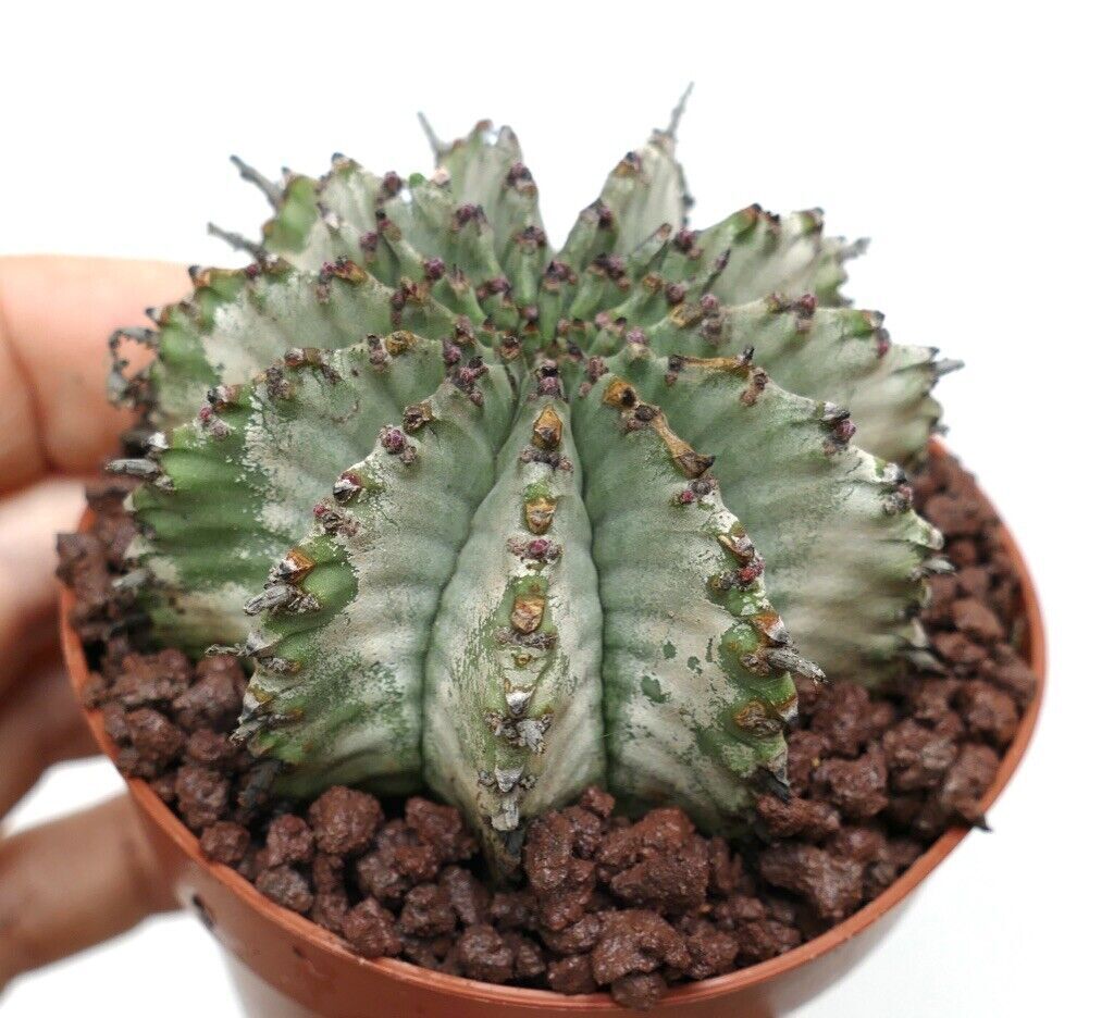 Euphorbia horrida cv SNOW FLAKES INERMIS 314H