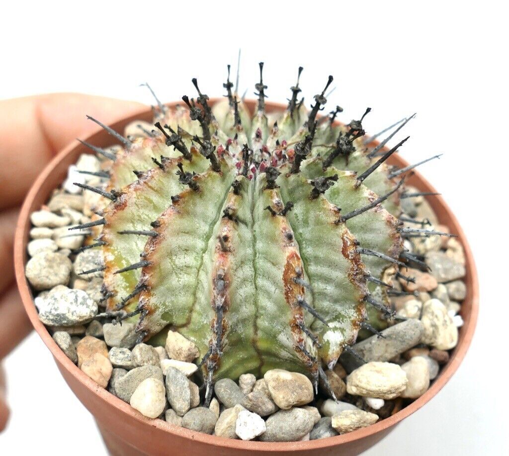 Euphorbia horrida SNOW FLAKES 4