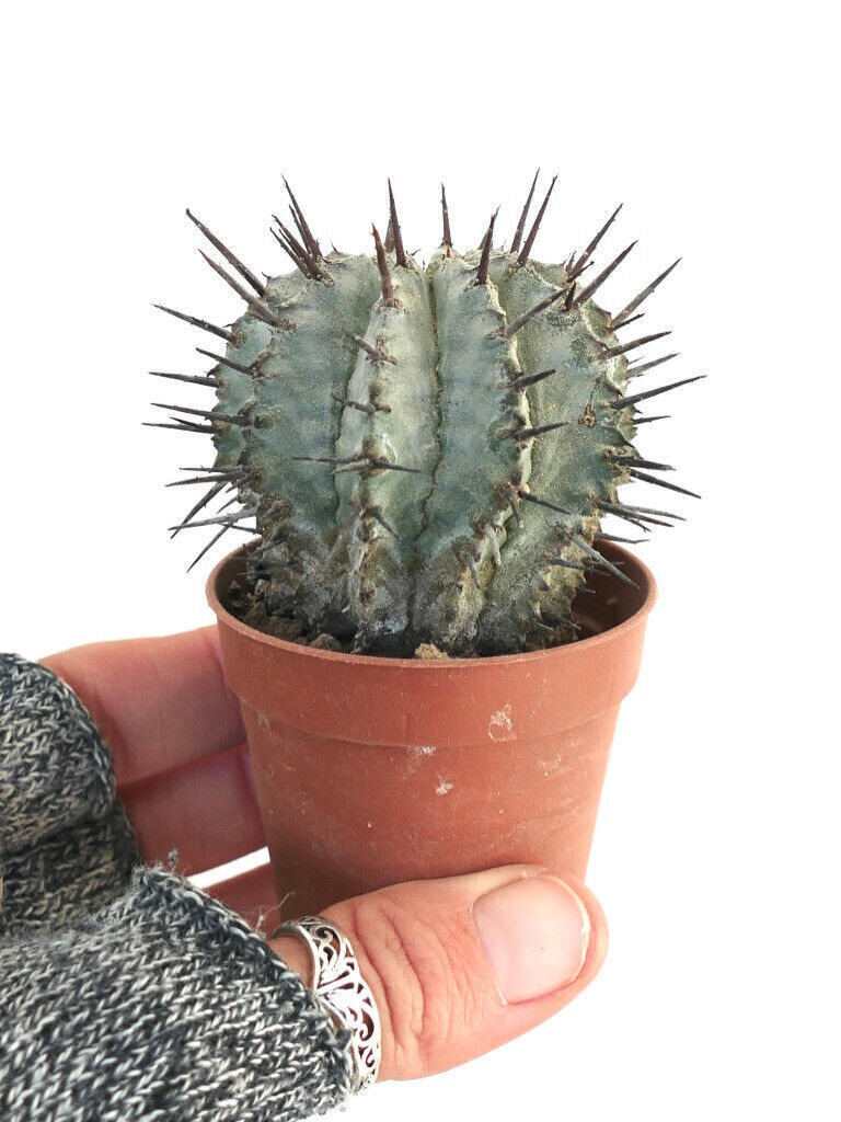 Euphorbia horrida SNOW FLAKES DN6