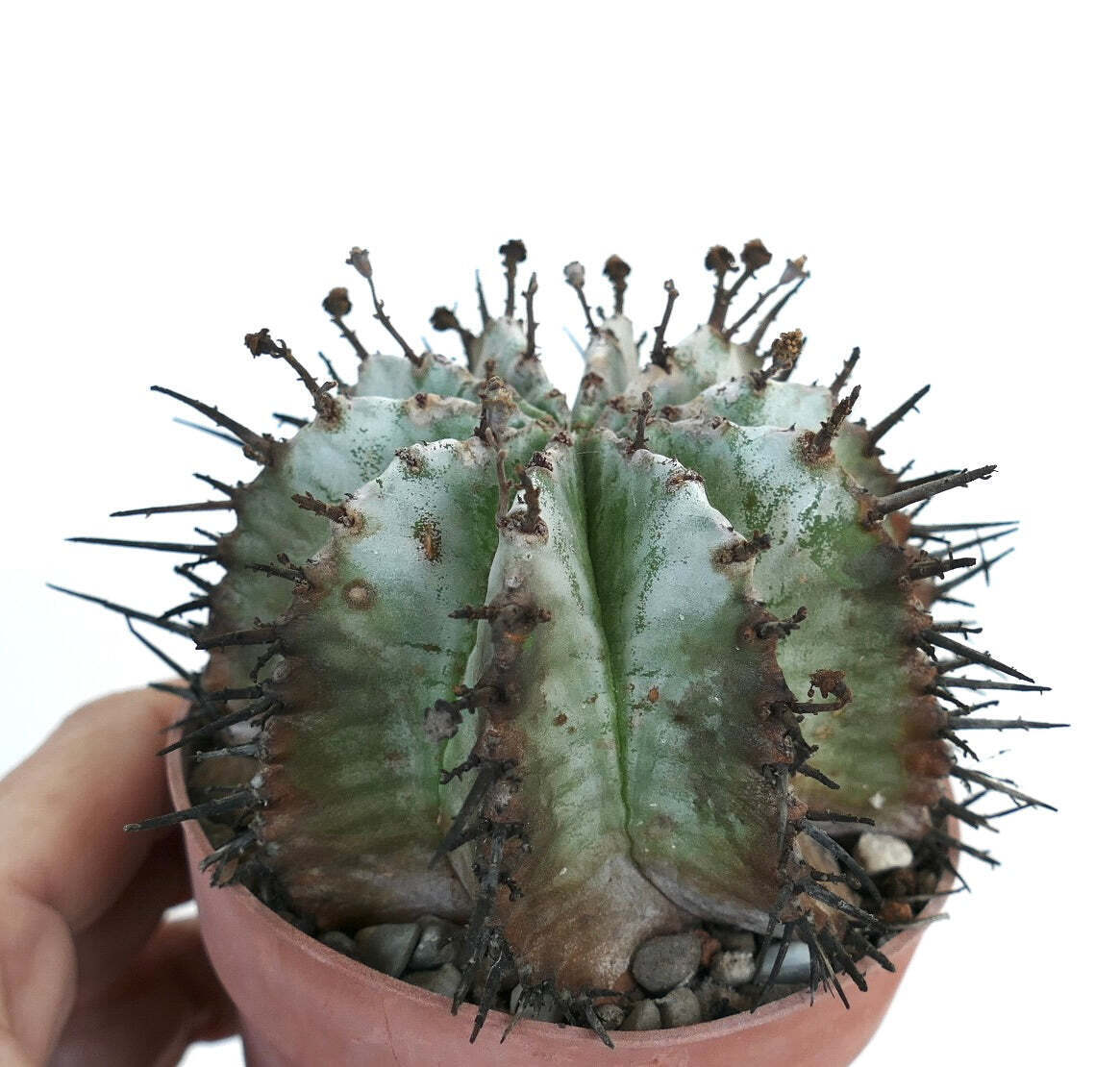 Euphorbia horrida SNOW FLAKES V101