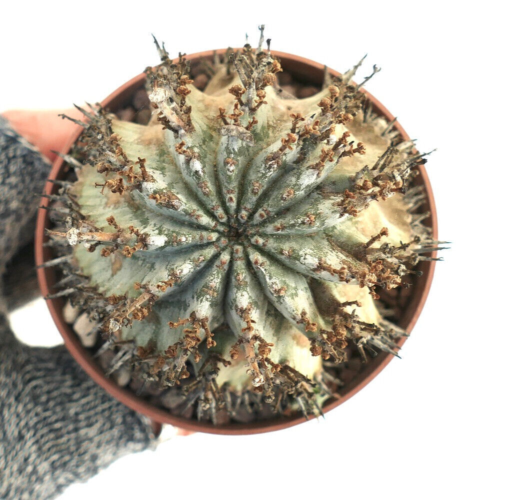 Euphorbia horrida SNOW FLAKES 022