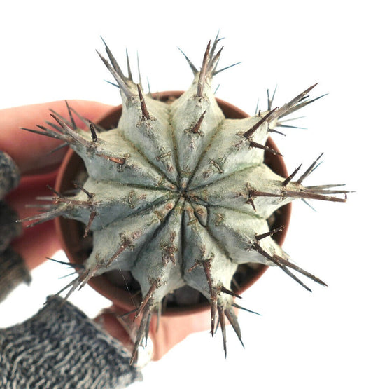 Euphorbia horrida SNOW FLAKES DN6