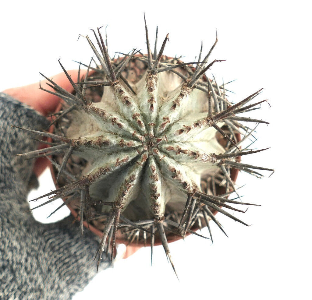 Euphorbia horrida SNOW FLAKES CCAB