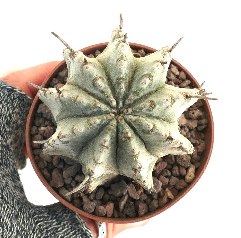 Euphorbia horrida SNOW FLAKES form NUDUM 13LA