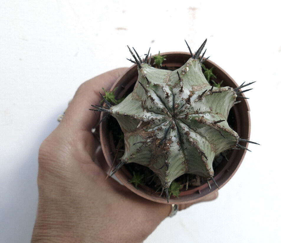 Euphorbia horrida cv SNOW FLAKES INERMIS 66Q