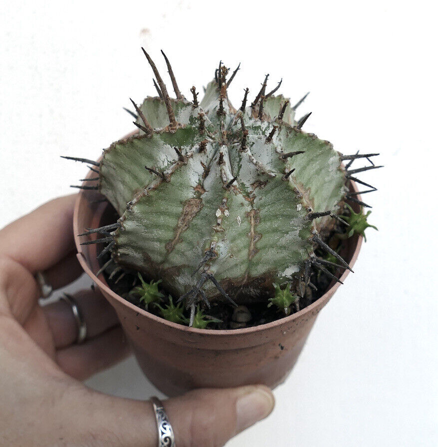 Euphorbia horrida cv SNOW FLAKES INERMIS 66Q