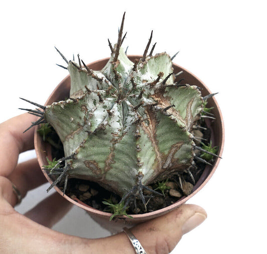 Euphorbia horrida cv SNOW FLAKES INERMIS 66Q