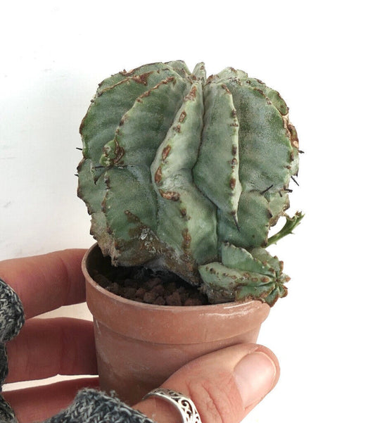 Euphorbia horrida SNOW FLAKES form NUDUM NDY88