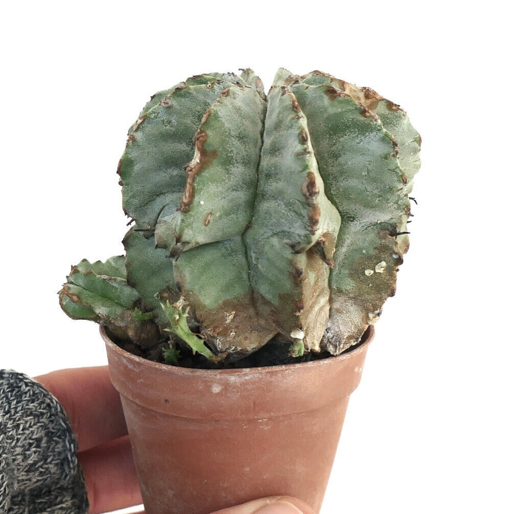 Euphorbia horrida SNOW FLAKES form NUDUM NDY88