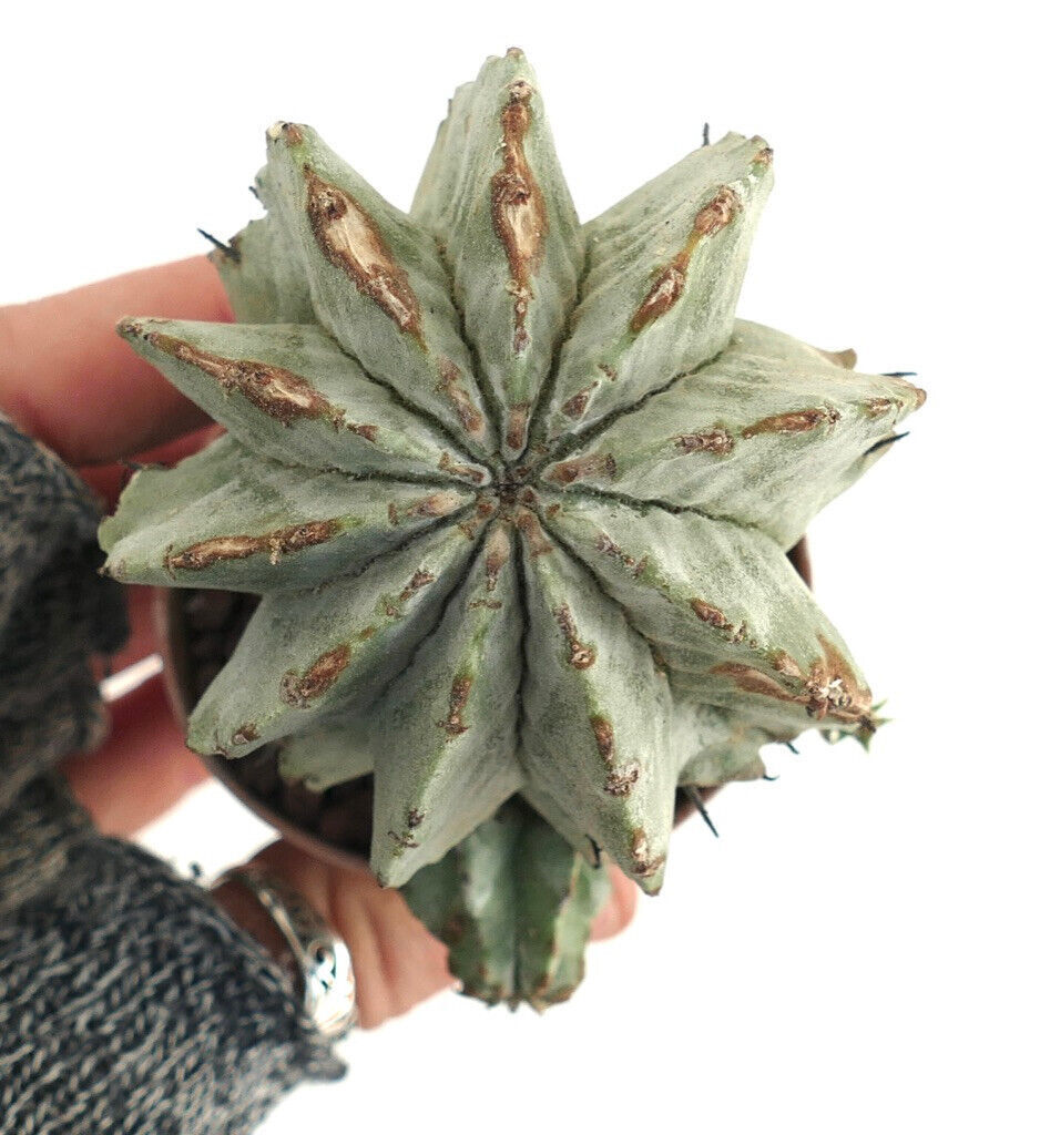 Euphorbia horrida SNOW FLAKES form NUDUM NDY88