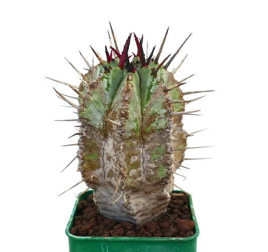 Euphorbia horrida succulent cactus with thick spines and textured green-gray stem in pot