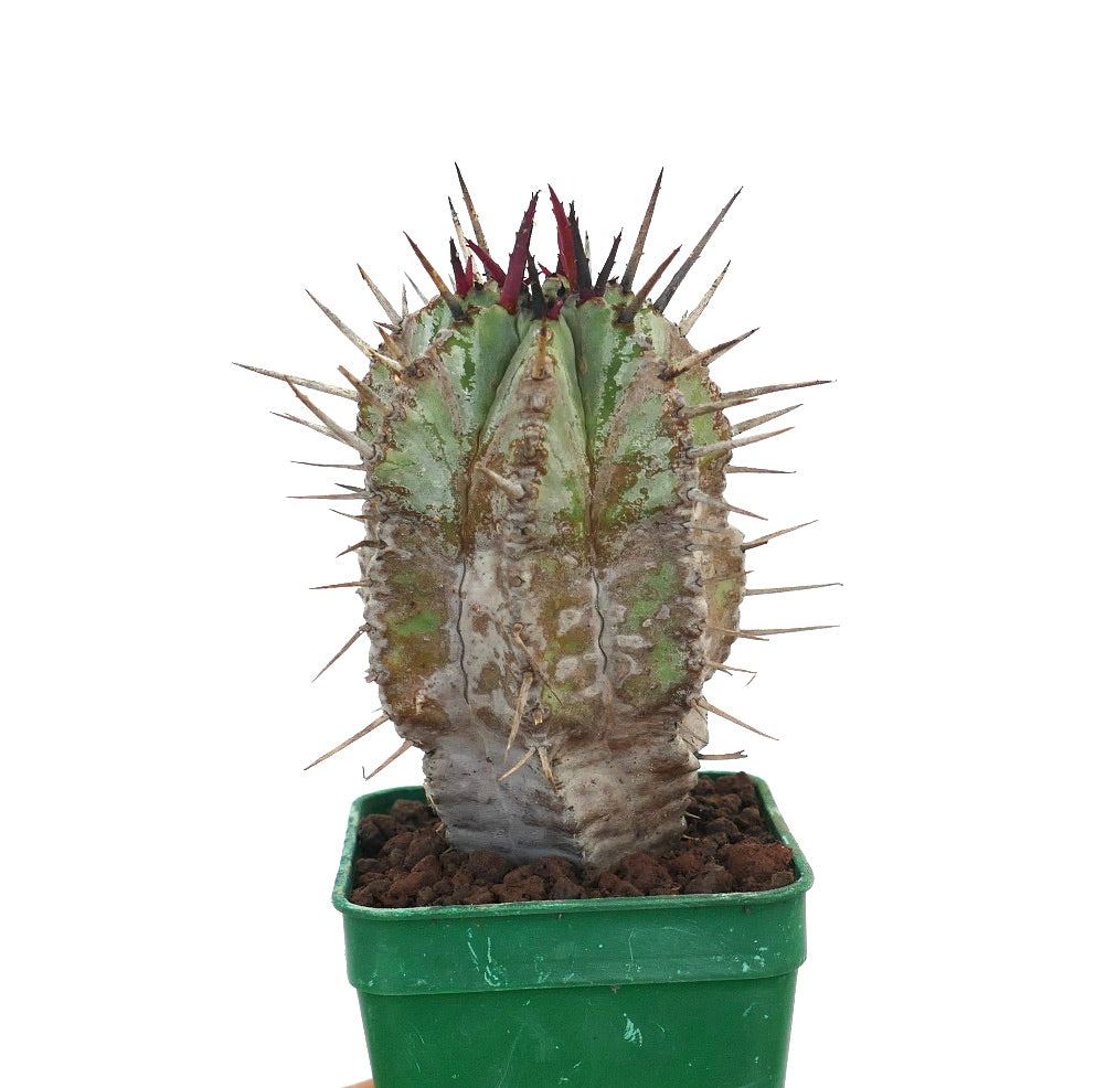 Euphorbia horrida succulent cactus with prominent spines and textured green-gray stem in pot