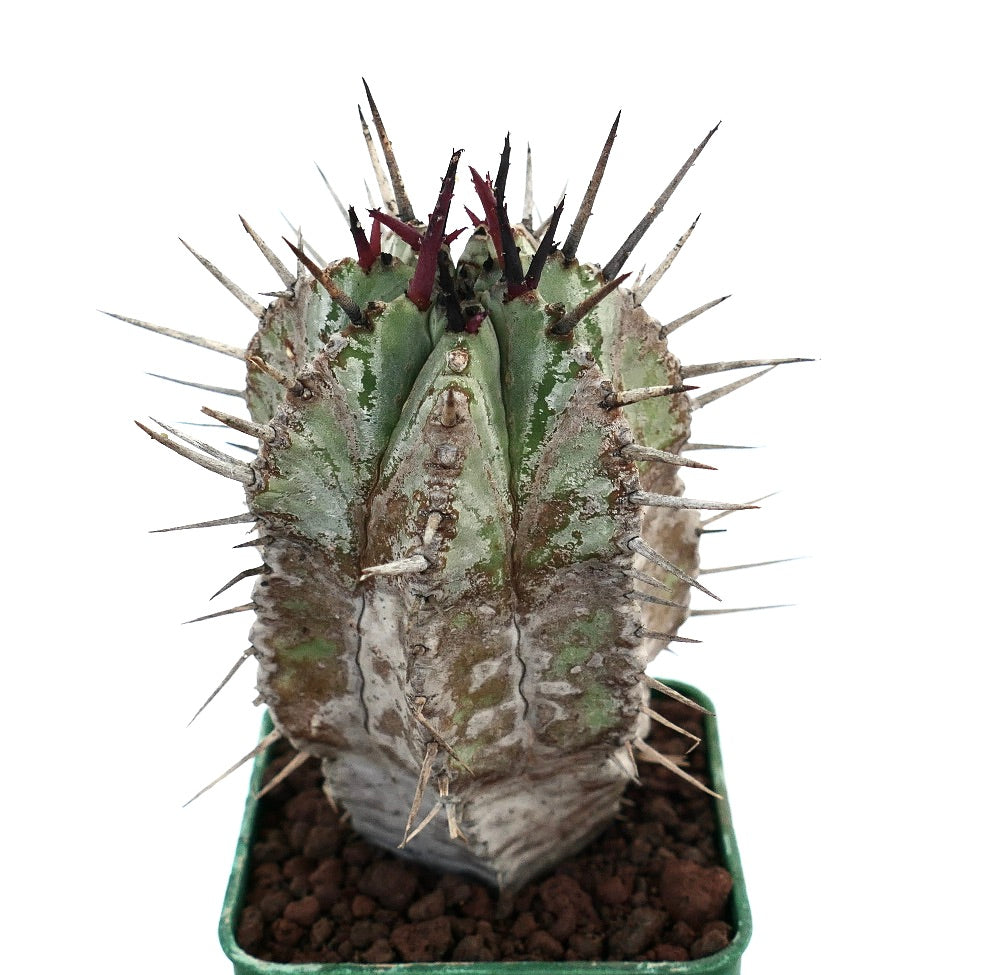 Euphorbia horrida succulent cactus with thick spines and textured green-gray stem in pot