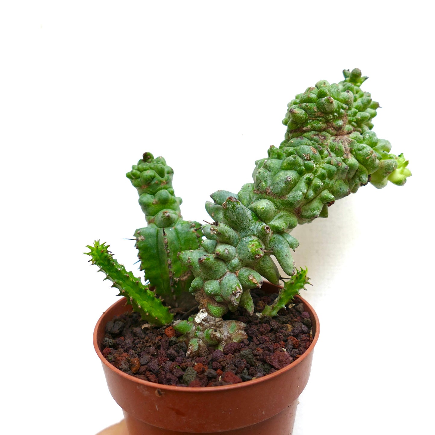 鉢植えのユーフォルビア・ホリダ 多肉質のサボテン、不規則でこぶのある茎と小さなトゲ付き