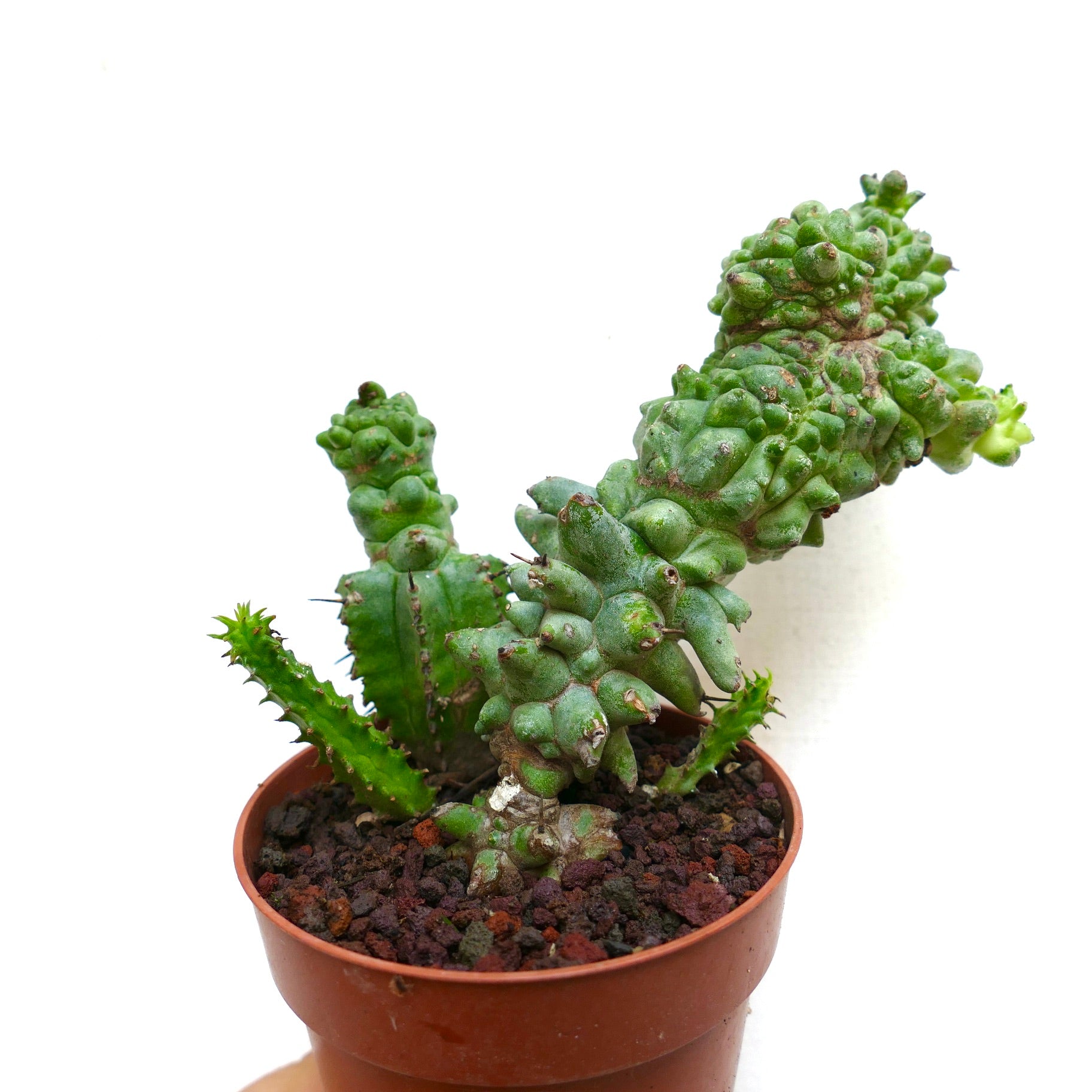 鉢植えのユーフォルビア・ホリダ 多肉質のサボテン、不規則でこぶのある茎と小さなトゲ付き