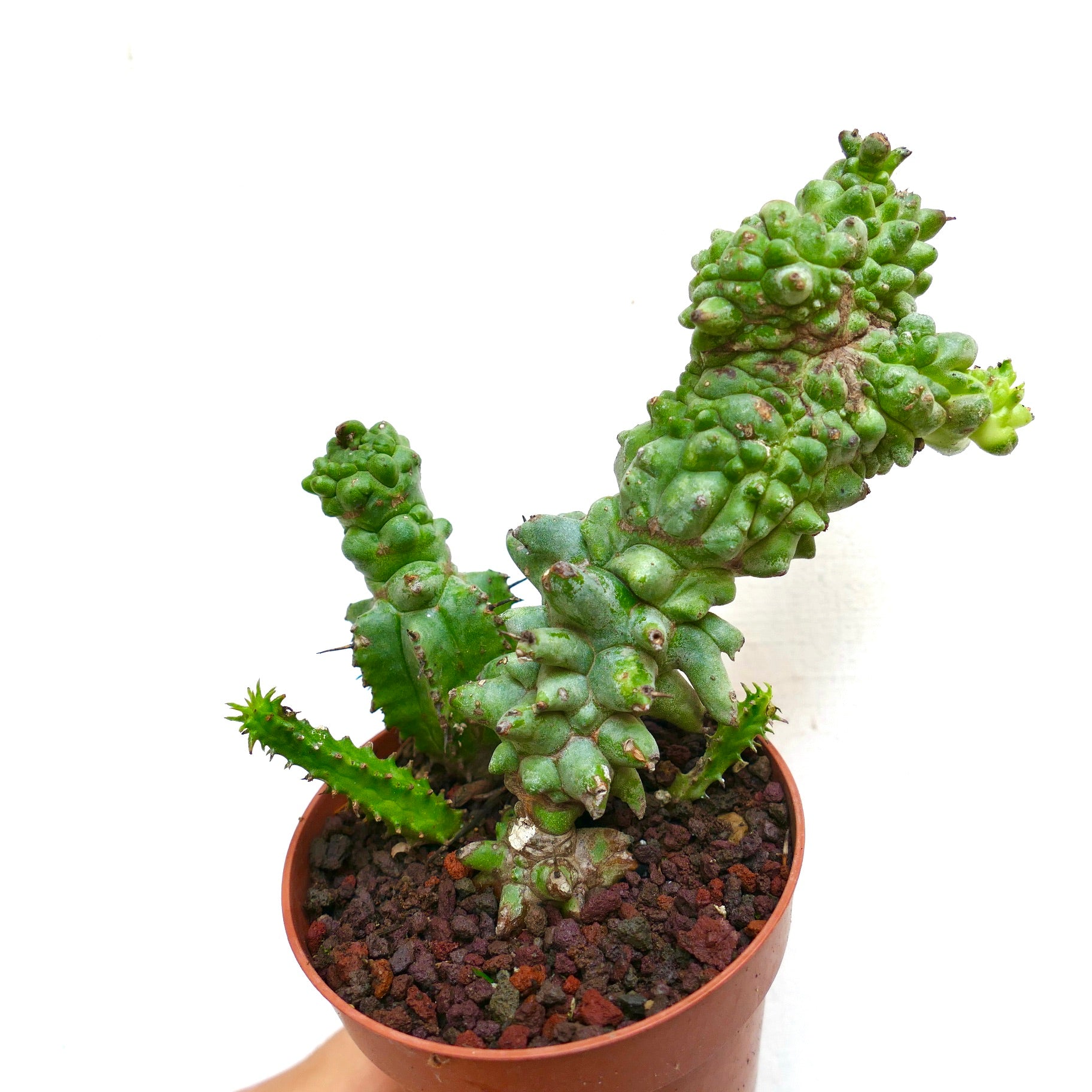 ユーフォルビア・ホリダ フォルム モストルオーサ 珍しい多肉質サボテン、でこぼこした緑色の茎と小さな棘があります