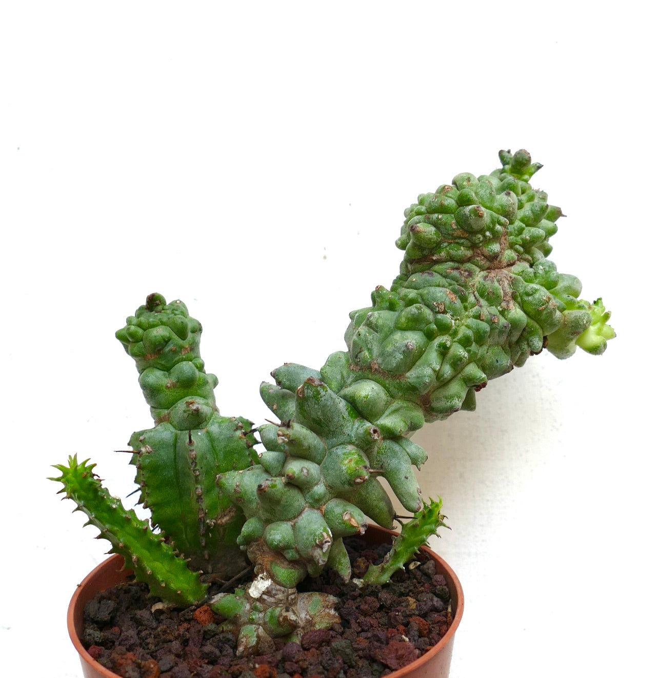 トゲのあるでこぼこした茎がねじれたユーフォルビア・ホリダ 多肉サボテン（鉢植え）