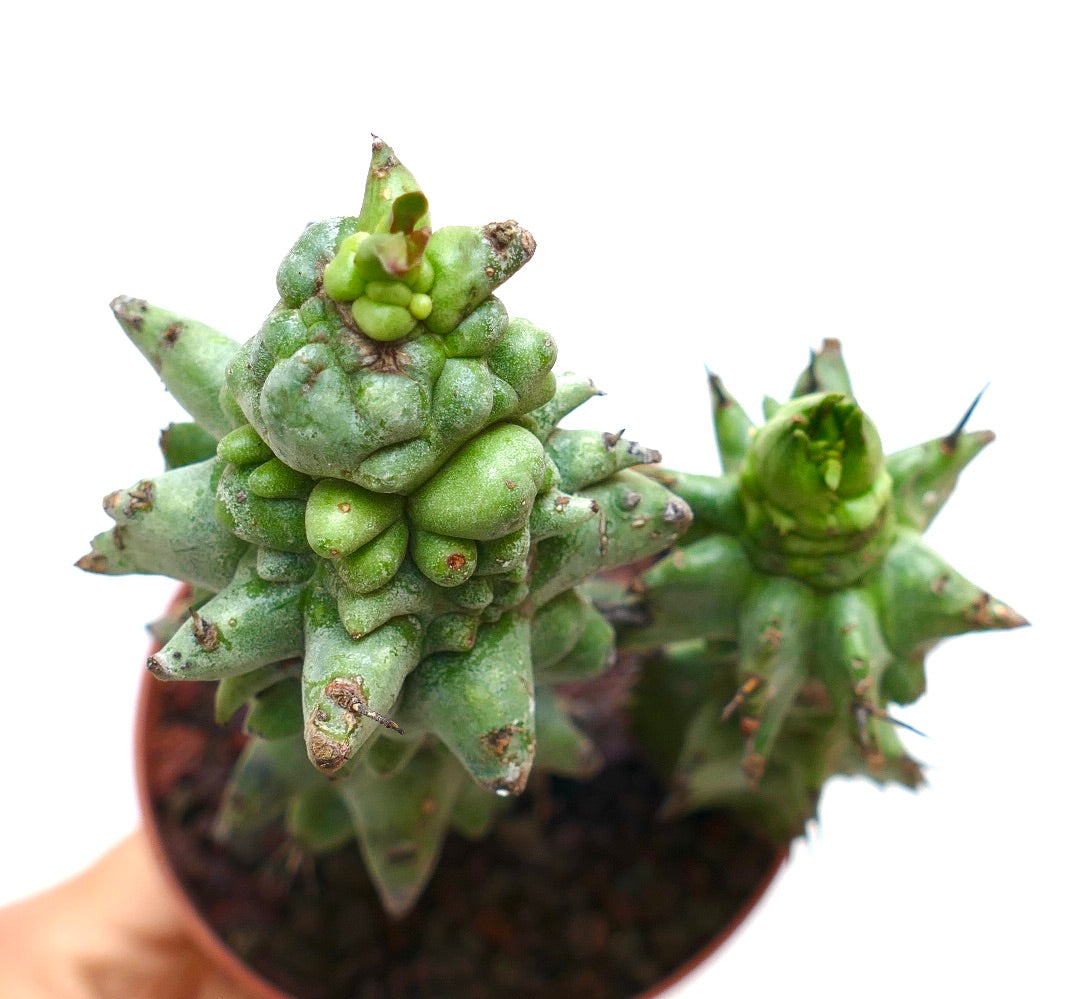 Euphorbia horrida cactus succulent avec des tiges vertes irrégulières, épineuses et une surface texturée