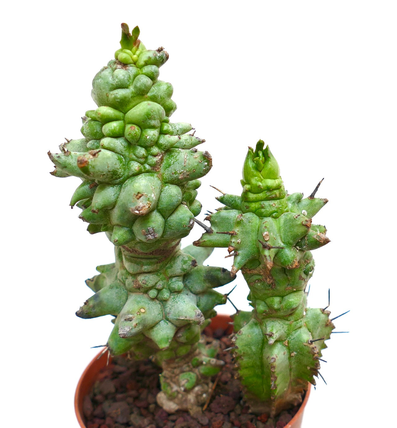 Cactus succulent Euphorbia horrida avec des tiges irrégulières et bosselées et des épines pointues en pot