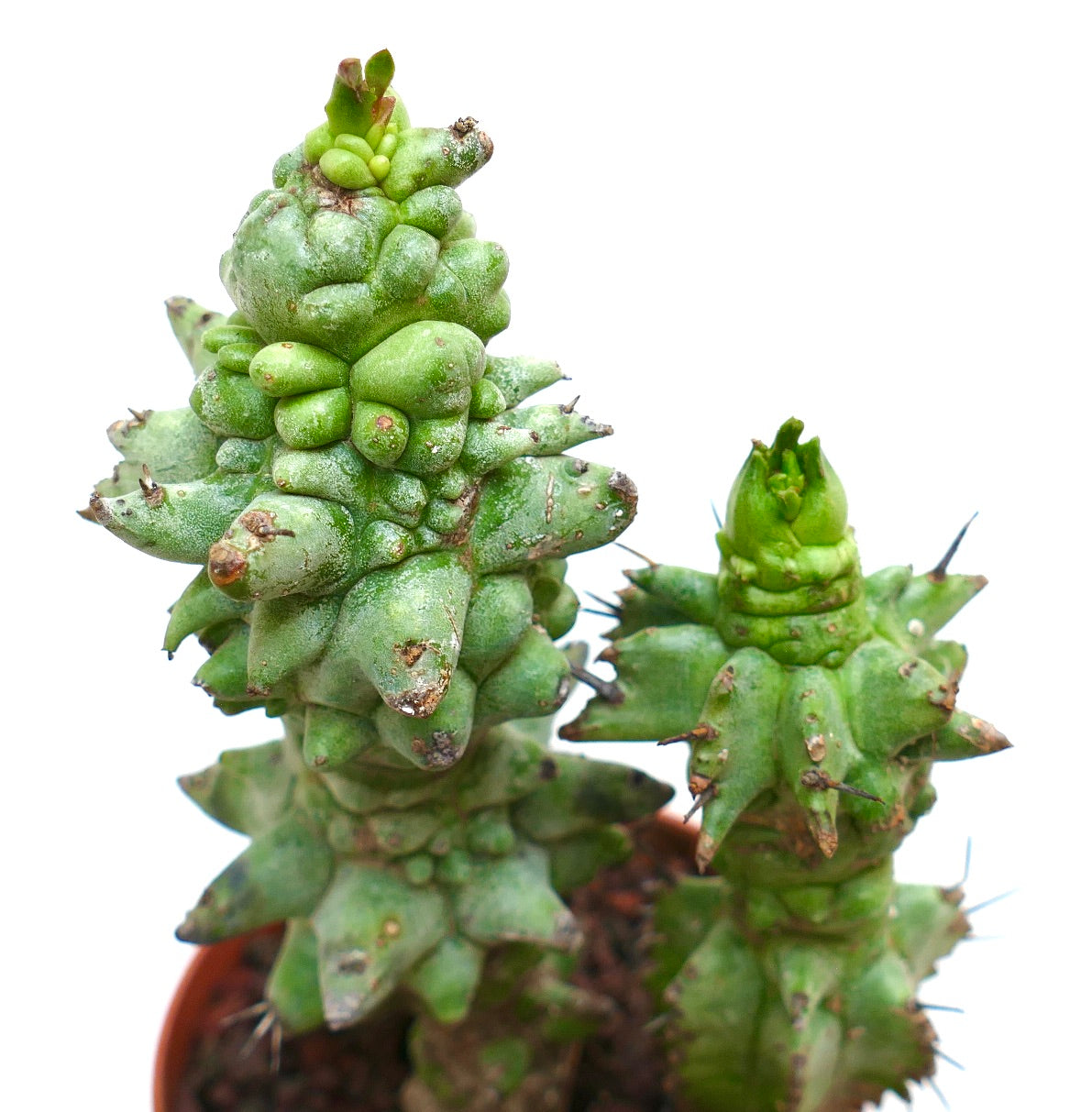 Cactus succulent Euphorbia horrida avec tubercules irréguliers et épines pointues en pot