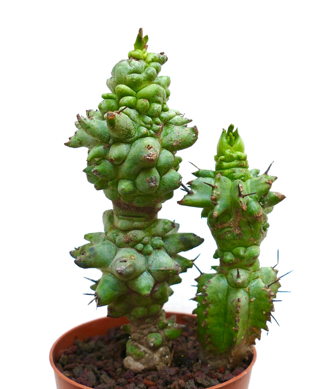 Succulente Euphorbia horrida avec tiges irrégulières bosselées et épines pointues en pot