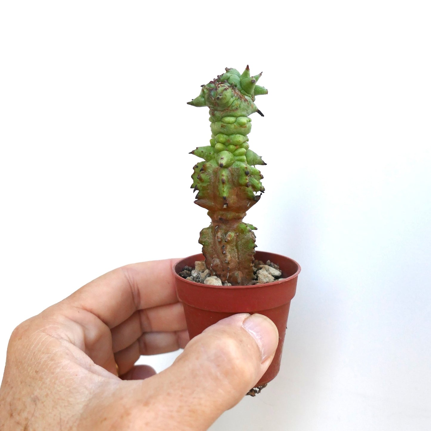 Close-up of Euphorbia horrida mostruosa top section, highlighting clustered green tubercles with short spines.