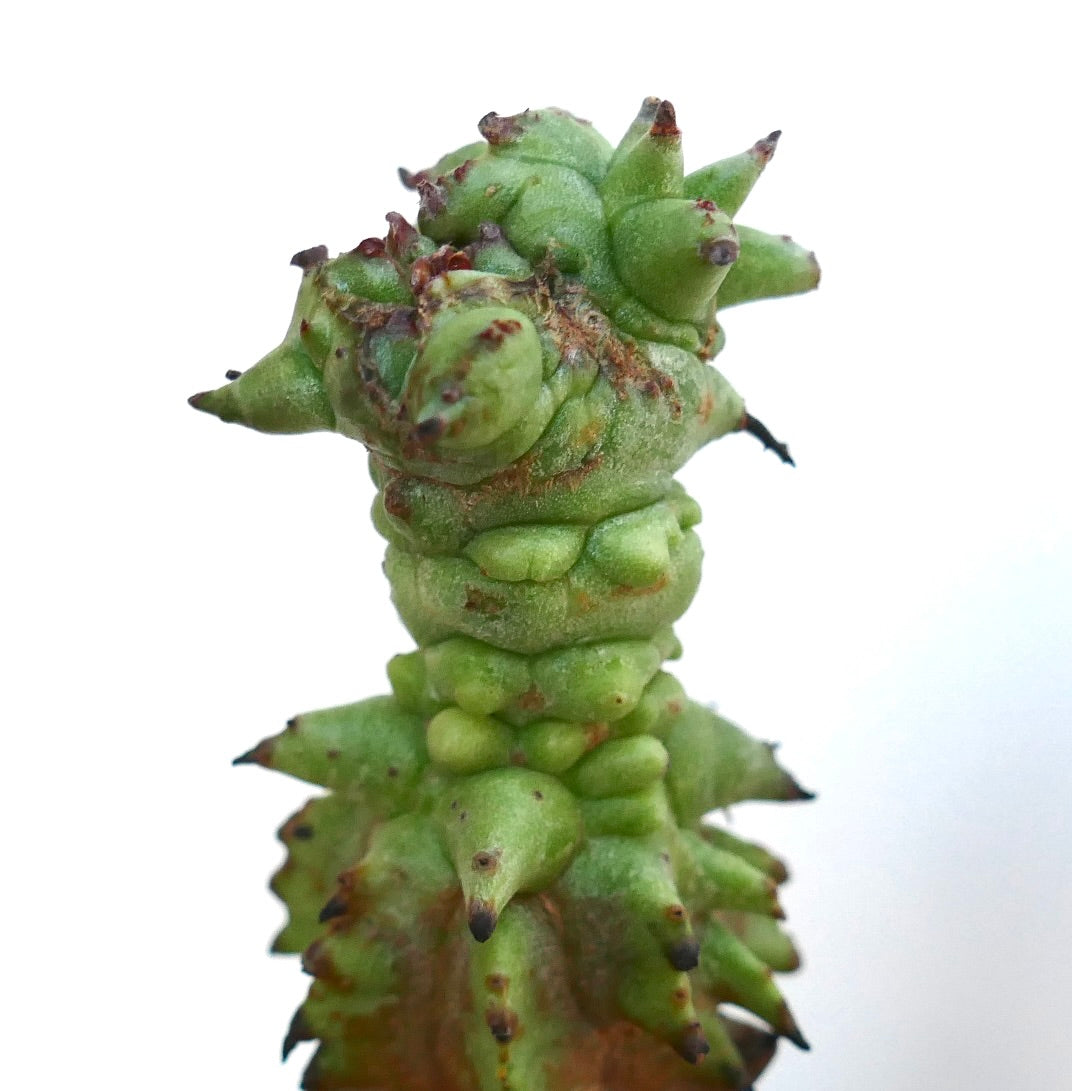 Euphorbia horrida f. mostruosa in a small brown pot, showing an upright irregular stem with knobby green growths and spiny protrusions.