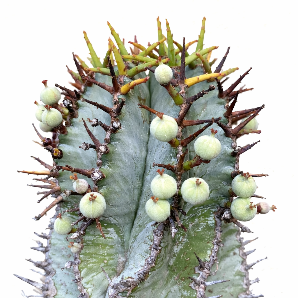 Euphorbia inconstantia succulent with thick green stems, sharp spines, and round seed pods