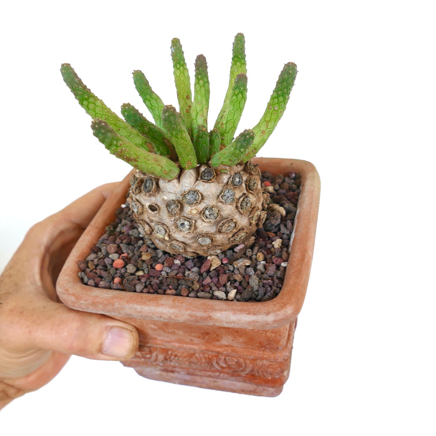 Euphorbia inermis in a square terracotta pot, showing its round caudex with multiple green finger-like stems emerging from the top.