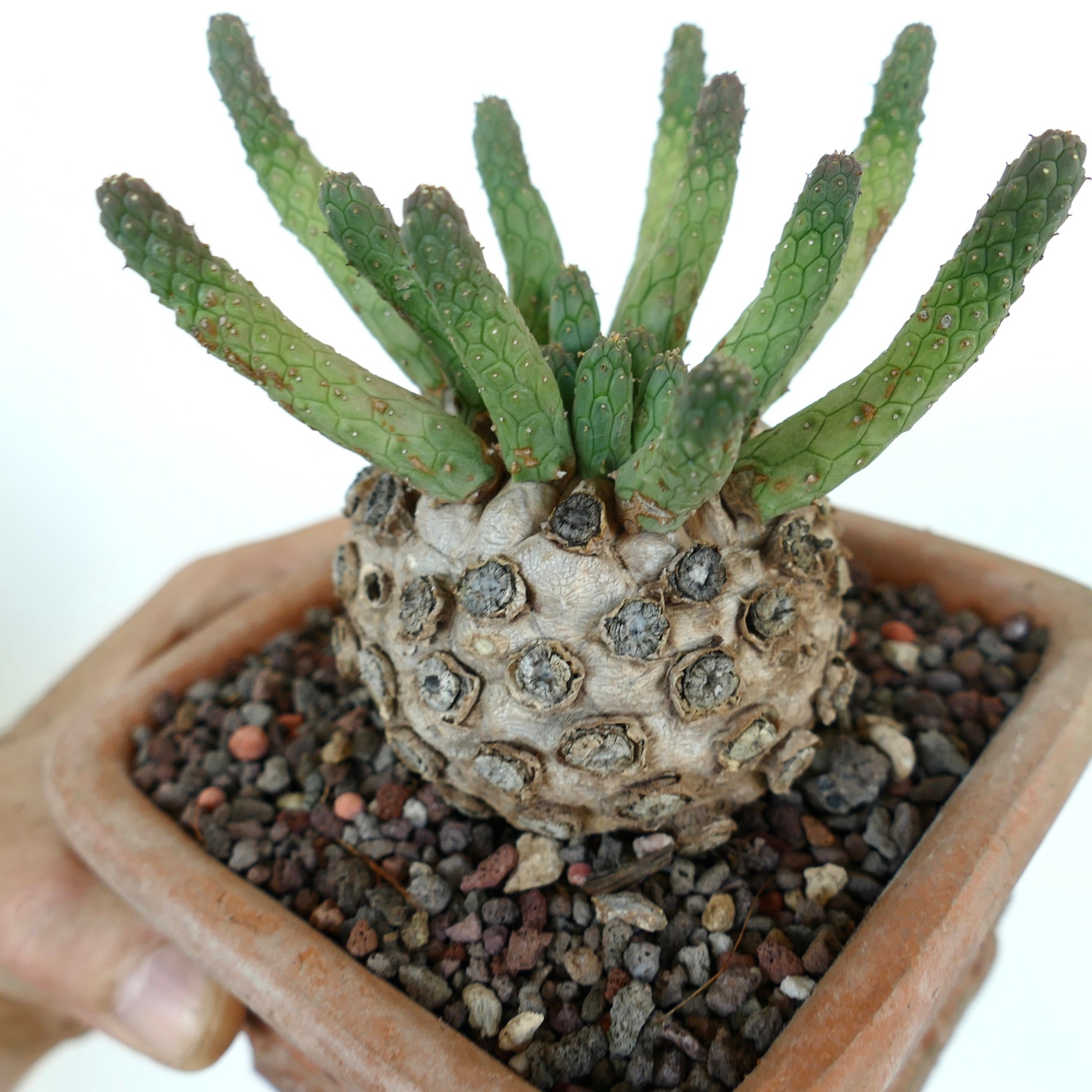 Close-up of Euphorbia inermis caudex with patterned scars and upright segmented green shoots.