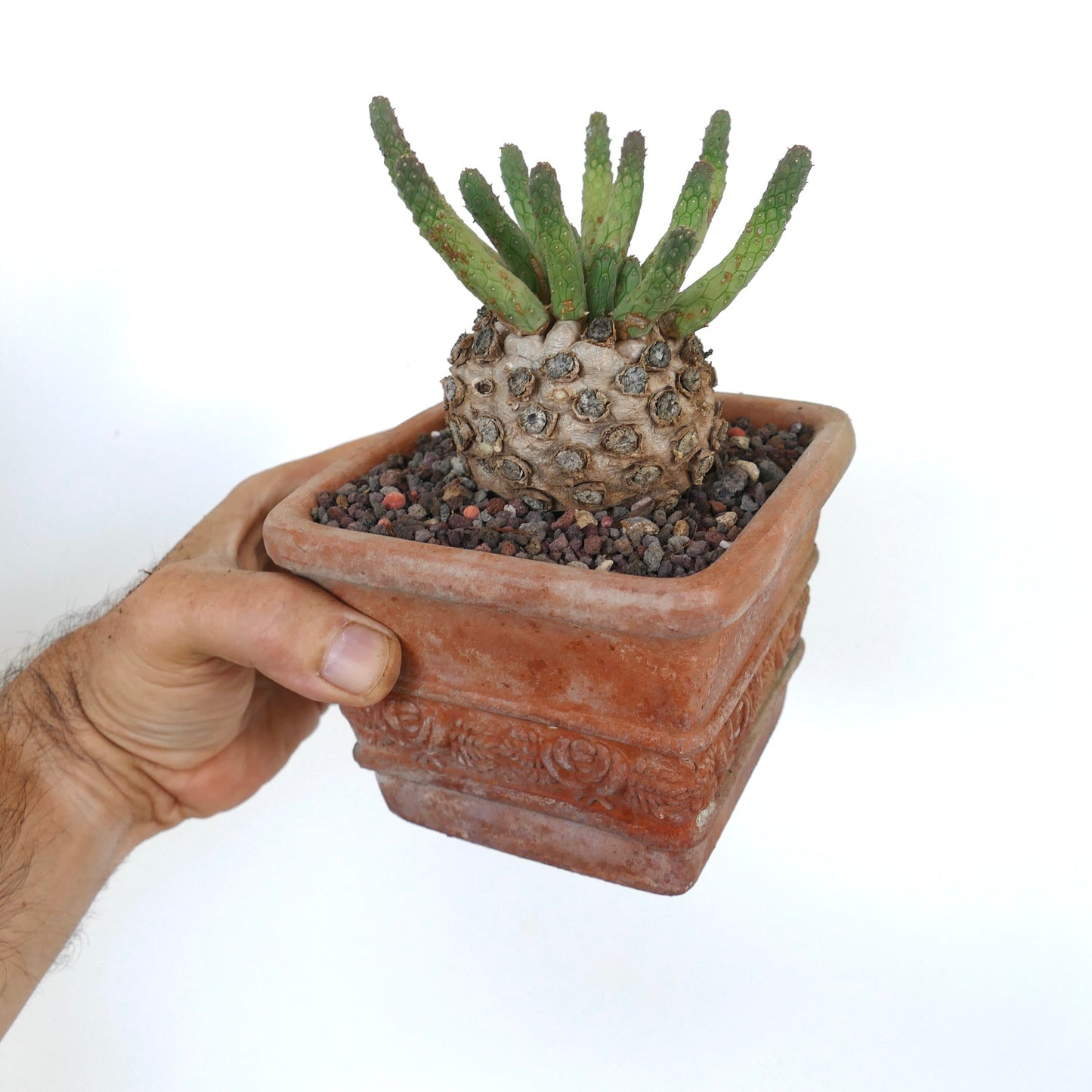 Hand holding a terracotta pot with Euphorbia inermis, highlighting its swollen caudex and clustered green stems.