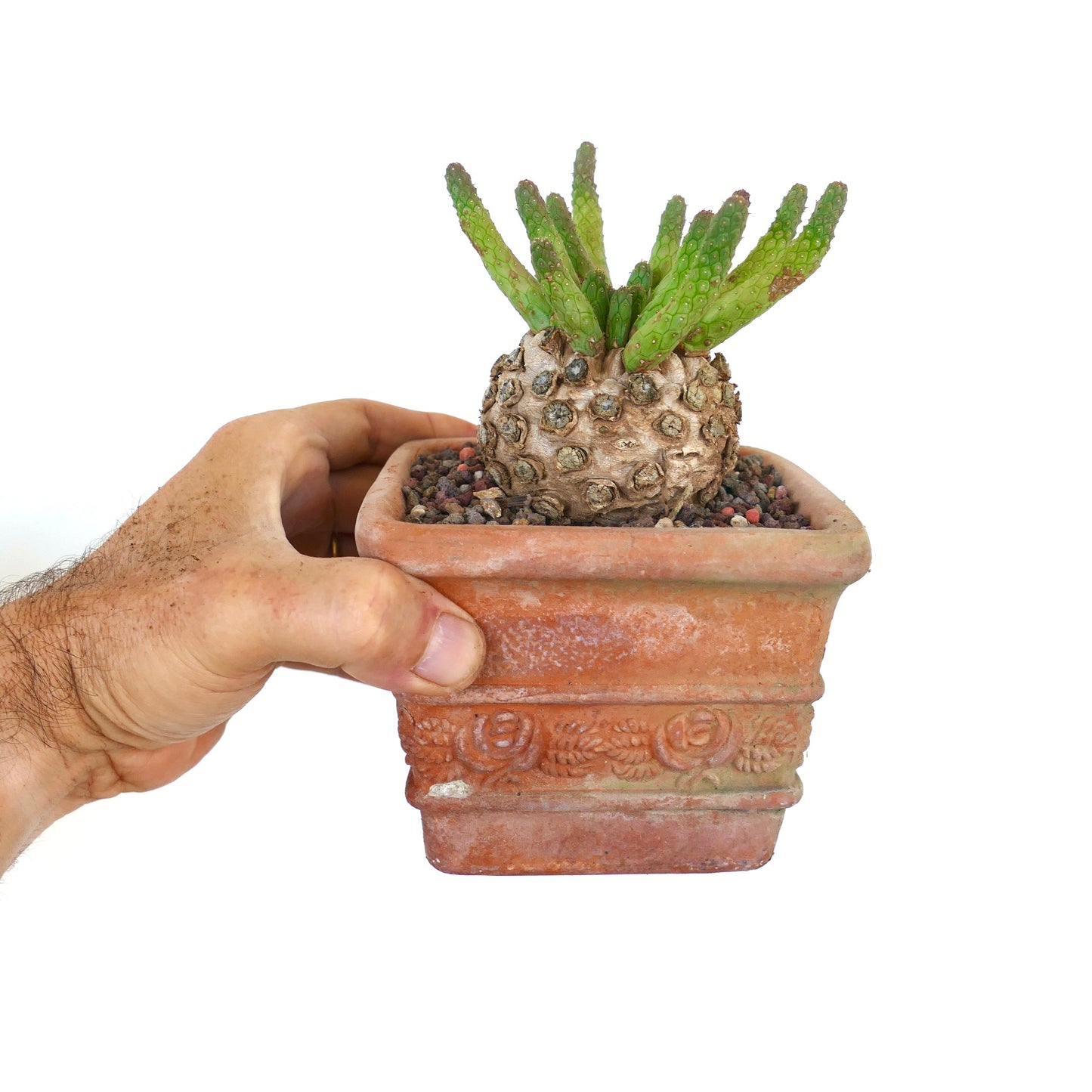 Side view of Euphorbia inermis, displaying its tuberous caudex and elongated green shoots growing in a fan arrangement.