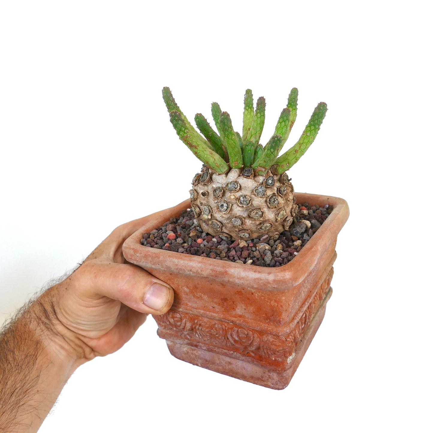 Euphorbia inermis in a decorated terracotta pot, with a thick caudex and healthy green cylindrical stems.