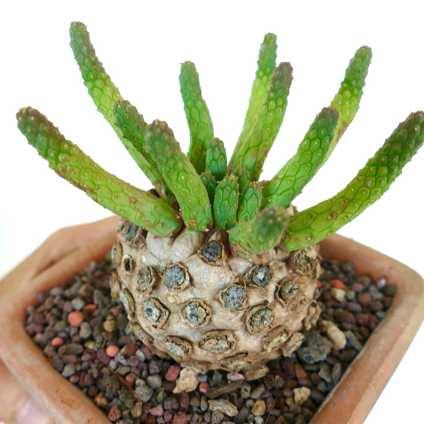 Top close-up of Euphorbia inermis showing textured caudex and multiple bright green upright shoots.