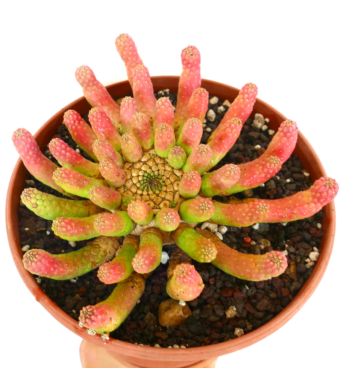 Top view of Euphorbia inermis RED-GREEN old specimen in a terracotta pot, showing thick finger-like stems with green bases and red tips arranged in a radial pattern.