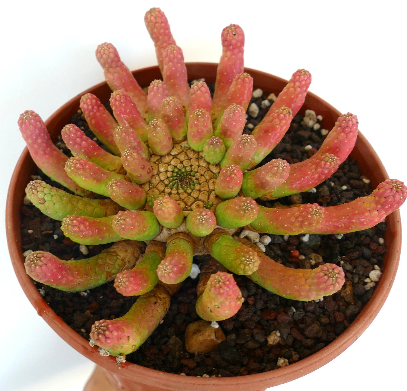 Euphorbia inermis RED-GREEN old specimen viewed from above, displaying clustered cylindrical stems with textured red tops fading into green near the center.