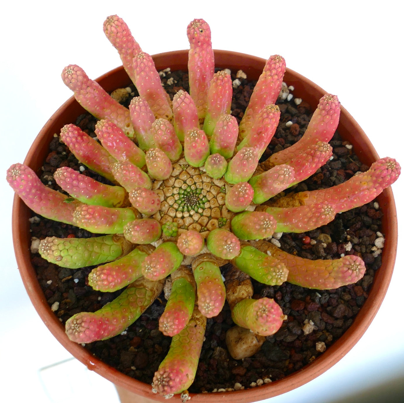 Overhead shot of Euphorbia inermis RED-GREEN old specimen in a pot, with numerous short, rounded stems in shades of green and pink-red radiating from the central crown.